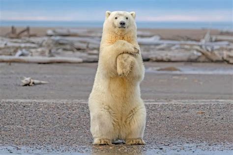 World Polar Bear Day Facts You Didn T Know About Polar Bears The