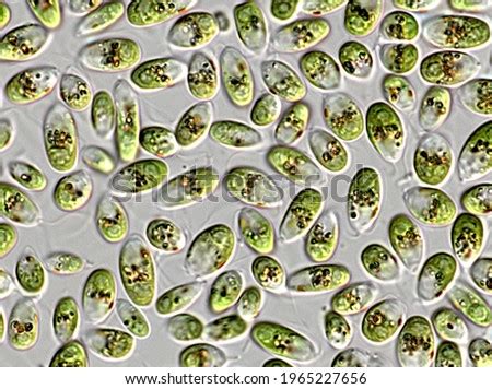 PROTISTA Stock Photos and Images - Avopix.com