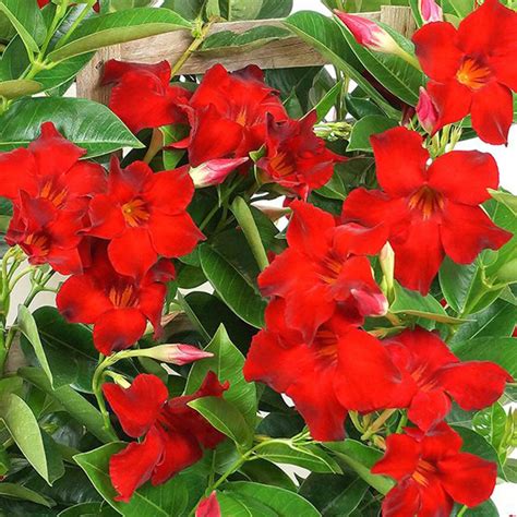 Mandevilla Red Trellis Klomps Home And Garden