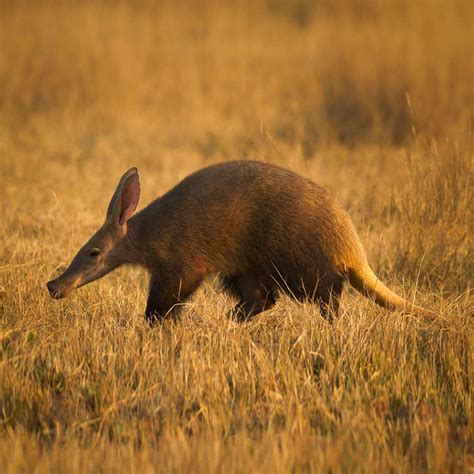 Aardvark
