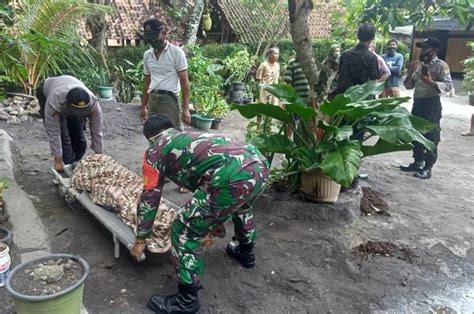 Tragis Kakek Di Kulonprogo Tewas Terjatuh Dari Pohon Kelapa