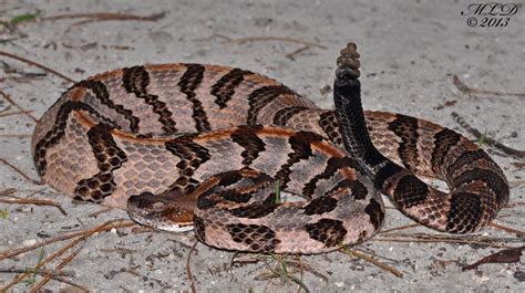 Canebrake Rattlesnake | Florida Backyard Snakes