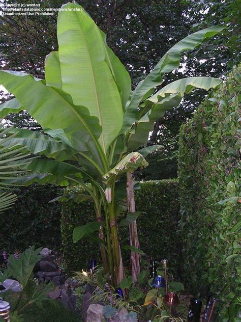 Plantfiles Pictures Musa Species Japanese Fiber Banana Japanese