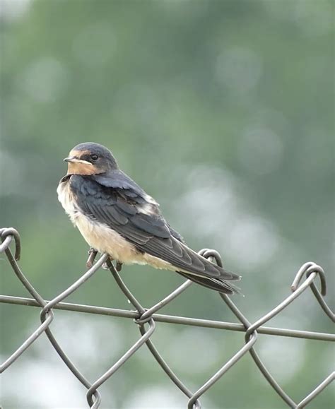 Spiritual Meanings Of Swallow Bird Askthesoul