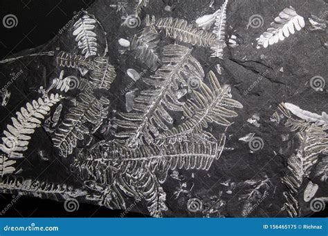 Fossilized Fern and Other Plants. the Most Ancient Stone with Prints of ...