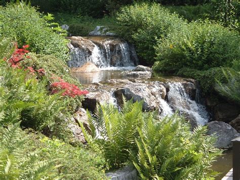 1366x768 Wallpaper River And Green Leaf Plants Peakpx