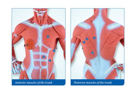 Anterior Muscles Of The Trunk Diagram Quizlet