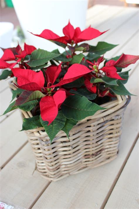 A Basket Filled With Red Poinsettias On Top Of A Wooden Table Next To A