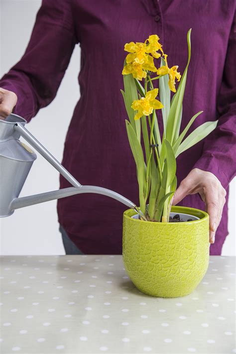 How To Care For Your Orchids Perrywood