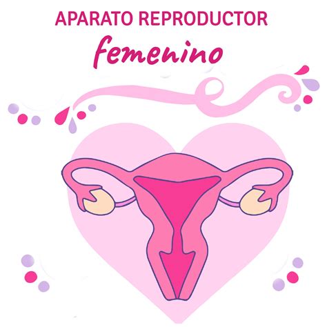Imagenes Del Aparato Reproductor Femenino