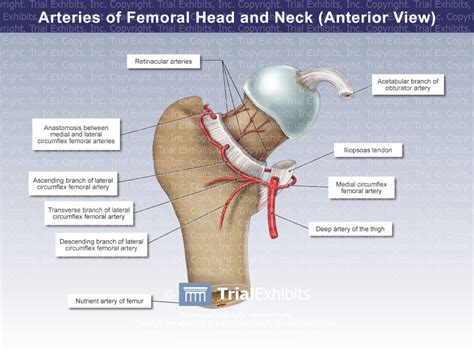 Arteries of the Femoral Head and Neck (Anterior View) - TrialQues...