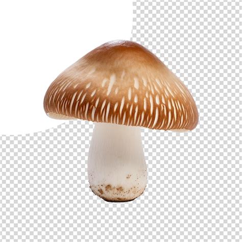 Premium PSD Mushroom Isolated On Transparent Background