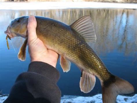 White Sucker Catostomus comersoni