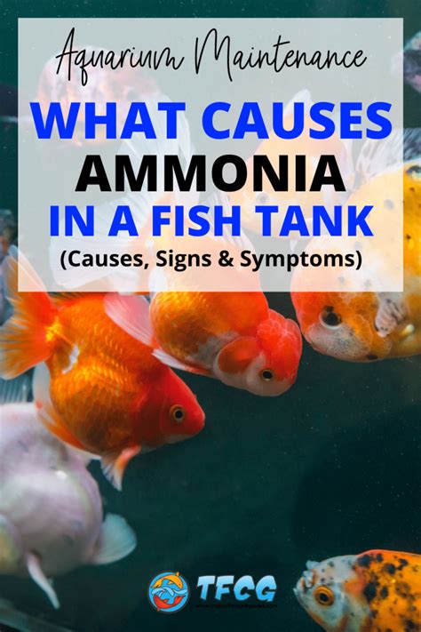 What Causes Ammonia In A Fish Tank Causes Signs Symptoms Tfcg