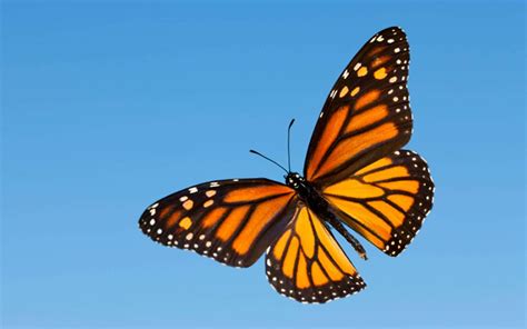 Download Flying Monarch Butterfly In Blue Sky Wallpaper