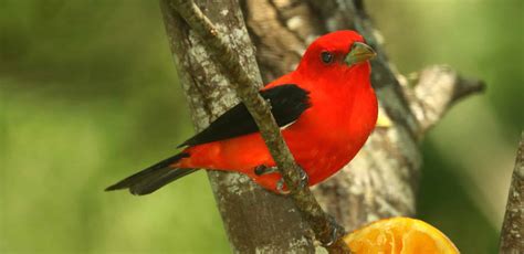 Scarlet Tanager » HF&G