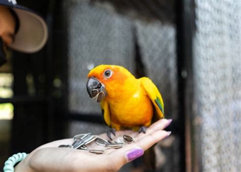 Conure Birds - A Comprehensive Guide to Conure's Diverse Group