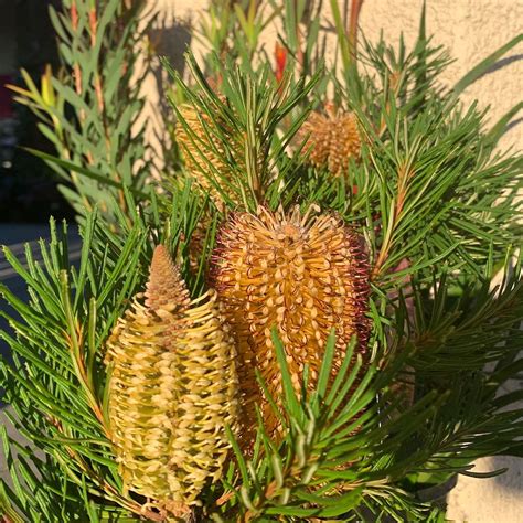 Banksia Spinulosa Birthday Candles 200 Mm Botanical Creations