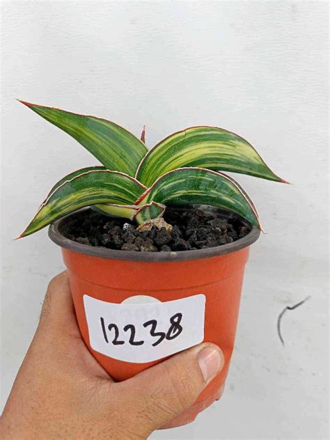 Sansevieria Robusta Dwarf Yellow VARIEGATED Bare Rooted M7 538