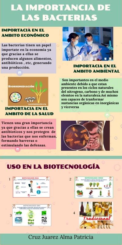 Importancia De Las Bacterias