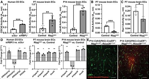 Rbpj Deficiency Disrupts Vascular Remodeling Via Abnormal Apelin And