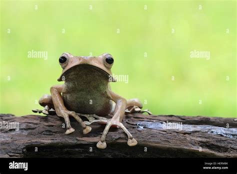 Eared Frog Sitting On Log Indonesia Stock Photo Alamy