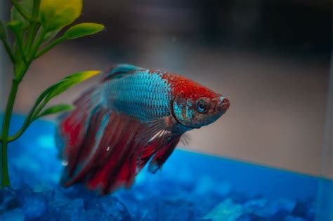 Betta Fish Spiritual Meaning Symbolism In Feng Shui