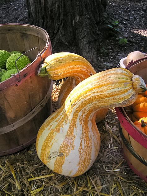 Large Gourds Photograph By Cynthia Woods