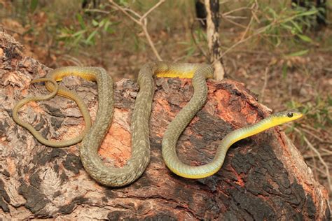 Common Tree Snake - South East Snake Catcher - Gold Coast