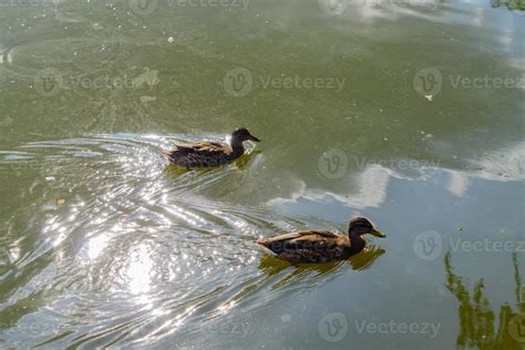 two brown ducks sweaming in dirty water. Ecological concern