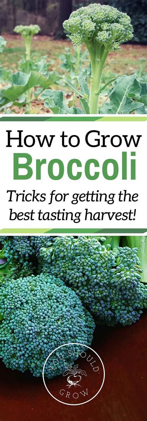 Tricks To Growing Great Tasting Broccoli Organic Gardening Tips