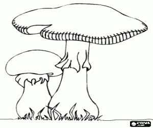 Desenho De Fungos Para Colorir - Resultado de imagem para imagem de fungos para colorir e imprimir ...