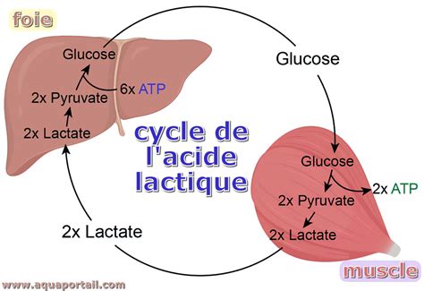 Cycle de l acide lactique définition et explications