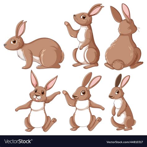 Brown Bunnies