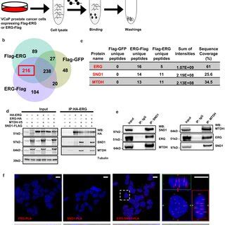 Identification Of Protein Domains Involved In Erg Snd Mtdh