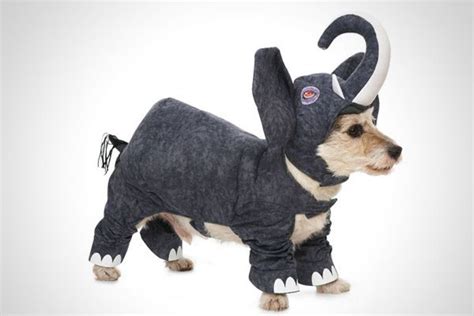 Pin By Jonathan Spooner On Pet Madness Pet Costumes Pet Halloween