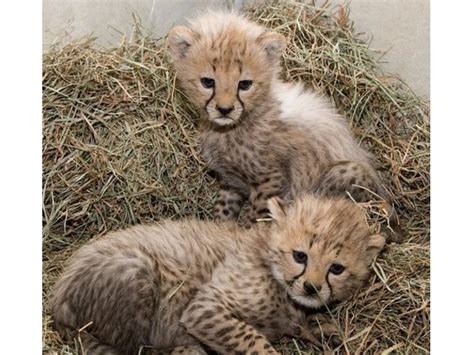 Well Trained Big Cats For Sale Animals Pasadena Texas