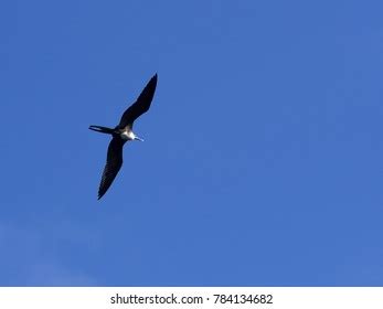 Flying Female Magnificent Frigatebird Fregata Magnificens Stock Photo