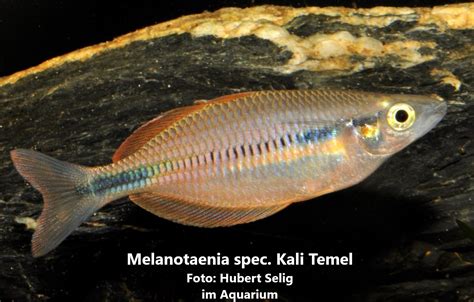 Melanotaenia Spec Kali Temel Rainbowfishstable