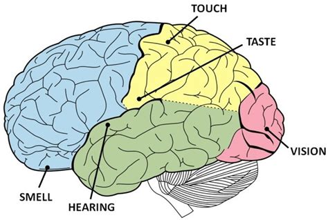 How Our Brain Works Surprising Facts Buffer Blog