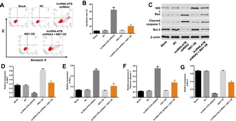 Lncrna Atb Silencing Notably Induced The Apoptosis Of Skov Cells A