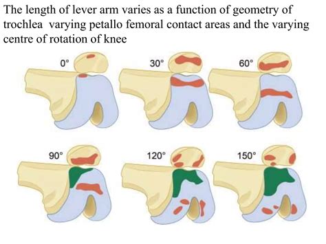 Extensor Mechanism Of Knee Ppt