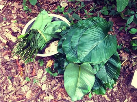 Waakye Leaves Originally Waakye Was Served In Broad Leaves From A