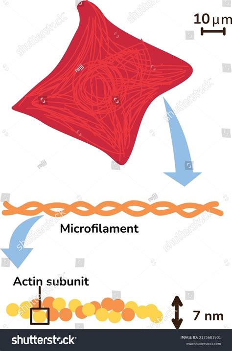 Microfilament Science Health Education Body Circulation Stock Vector