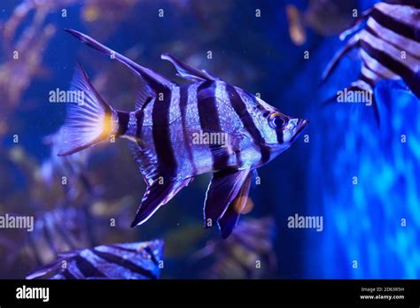 Stripe White Black Freshwater Fish