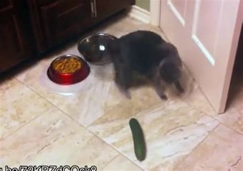 Variety World: Cats Reactions to Cucumbers - Superb