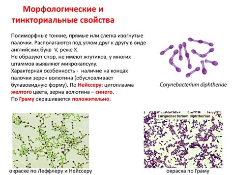 Возбудители коклюша, дифтерии и туберкулеза. Методы их ...