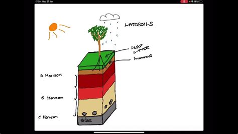 Soil Profile Of A Tropical Rainforest Youtube