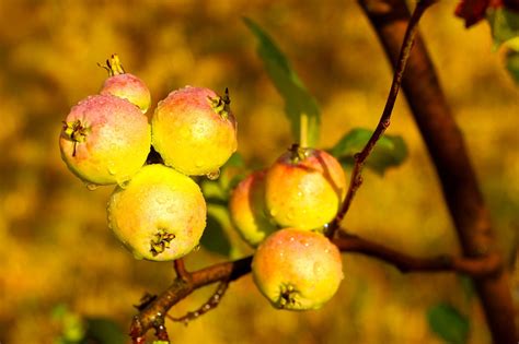 Buah Buahan Apel Titik Embun Foto Gratis Di Pixabay Pixabay