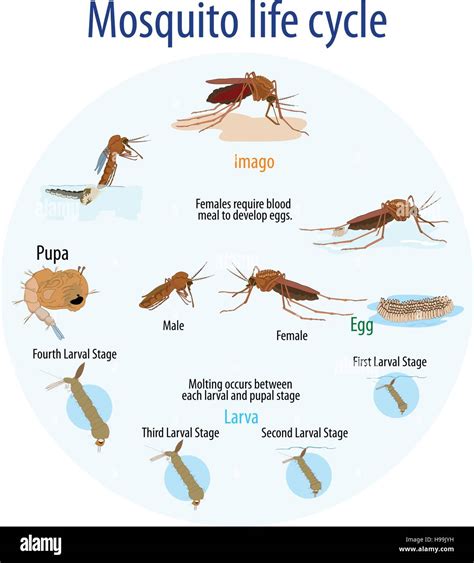 Vector Illustration Of Mosquito Life Cycle Stock Vector Art And Illustration Vector Image